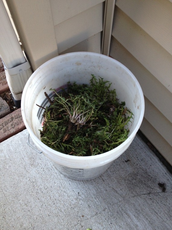 These will be cleaned and separated -- roots from shoots, with the shoots put in smoothies and the roots roasted for dandelion tea/"coffee". Uprooting dandelions is vigorous work! I've earned that tea, LOL, and really ... it has hardly made a dent in our volunteer cash crop.