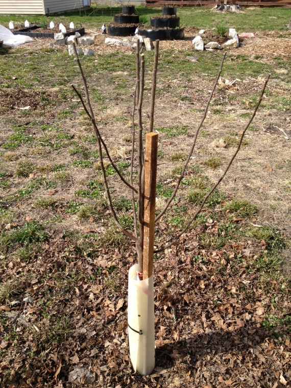 Here's a still dormant "sweet" quince tree. 